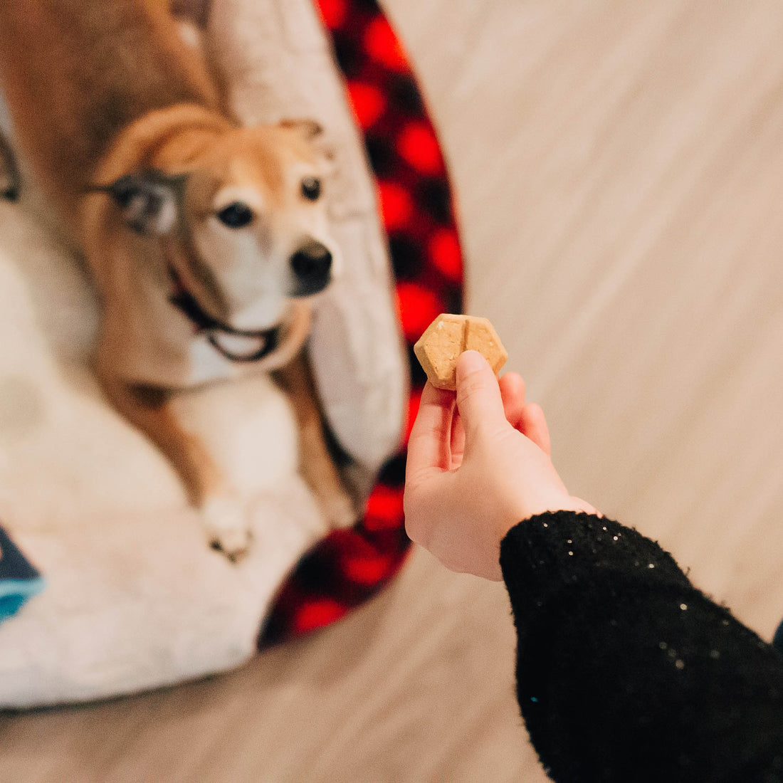 Gesunde Snacks für glückliche Hunde: Carnilove und Christopherus im Fokus