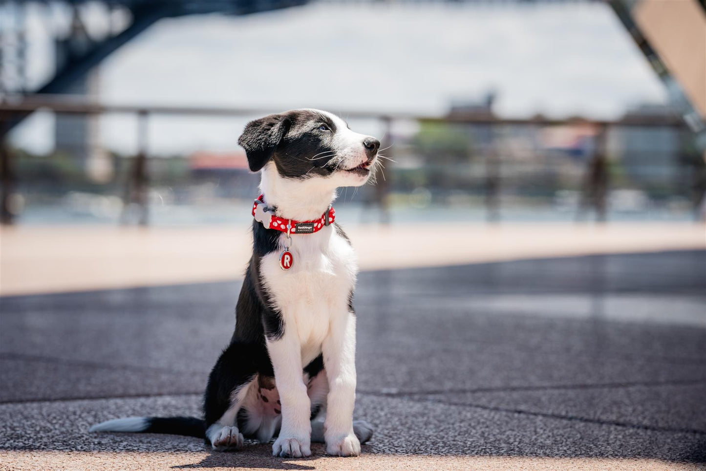 Red Dingo Hundehalsband Design - Sam & Emma