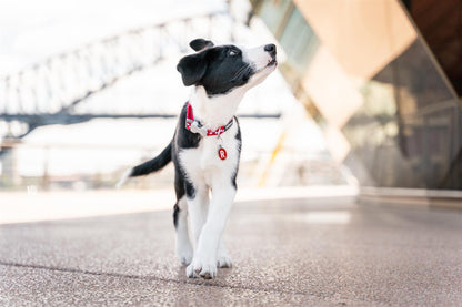 Red Dingo Hundehalsband Design - Sam & Emma